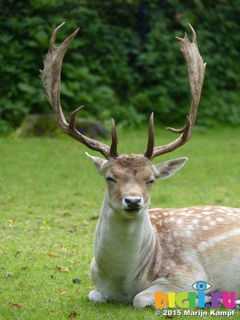 FZ020057 Fallow deer (Dama dama)